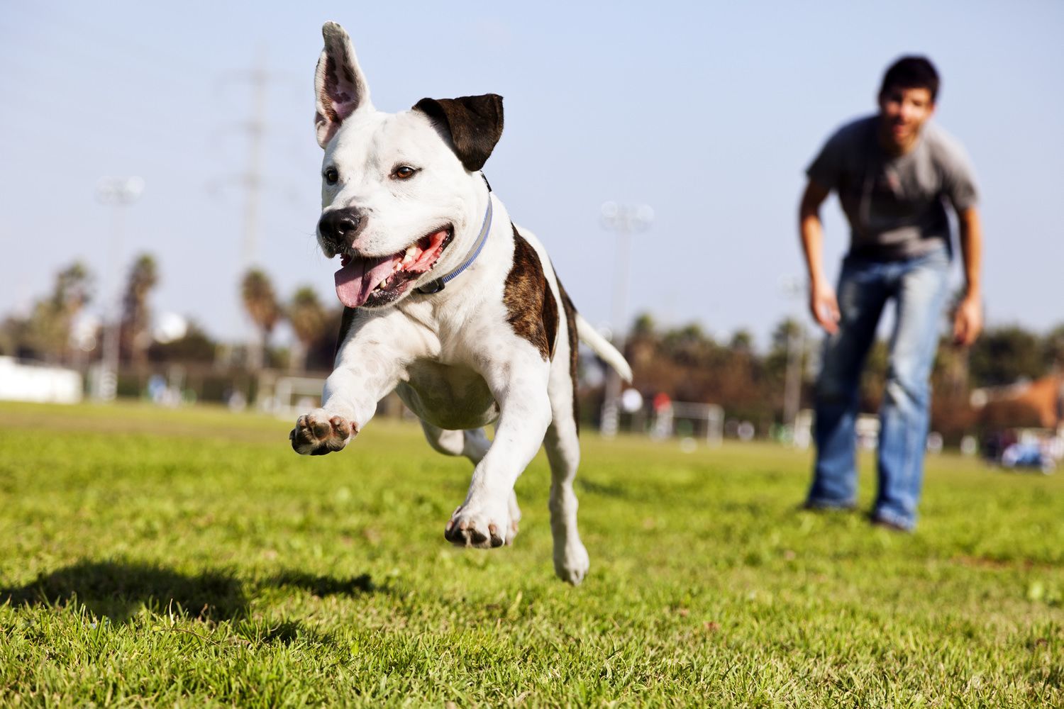 Pitbull Hund im Sprung