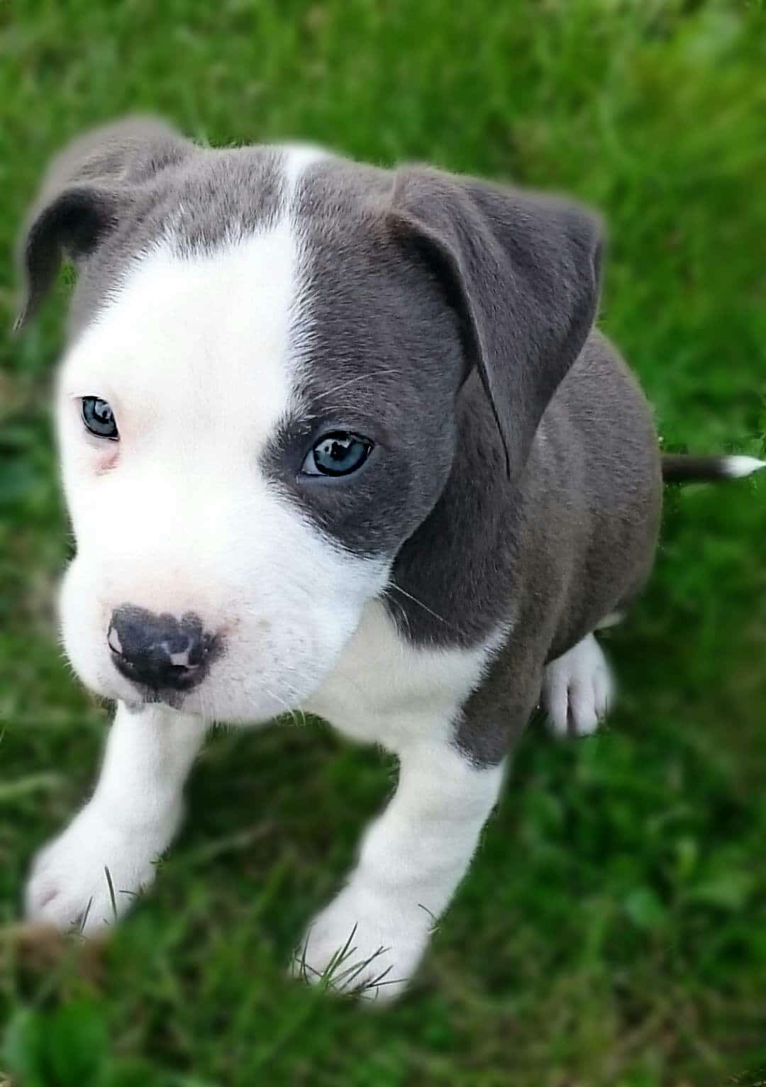 Pitbull welpen zu kaufen